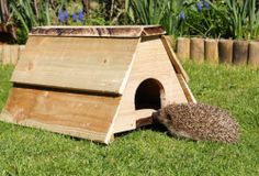 a hedgehog pokes its head into a wooden birdhouse