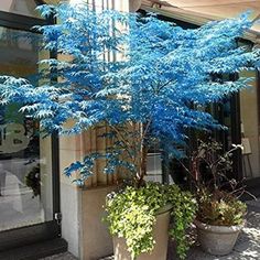 a blue tree sitting in front of a building