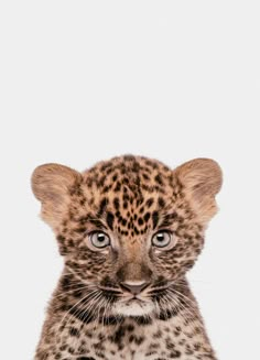 a young leopard cub looking at the camera with an intense look on its face, taken in front of a white background