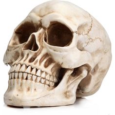 a human skull is shown on a white background with clippings to the side