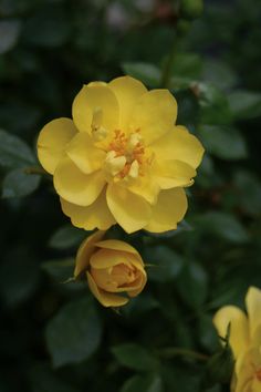 two yellow roses with green leaves in the background