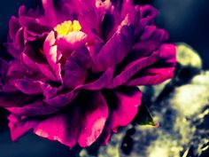 a purple flower with yellow stamens in the center and on top of it