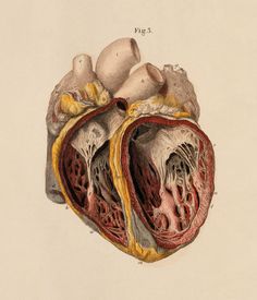 an antique medical illustration of the heart