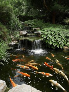 a pond filled with lots of gold fish