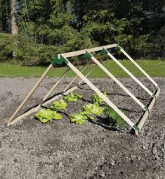 a wooden frame with plants growing out of it on top of the ground in front of some trees