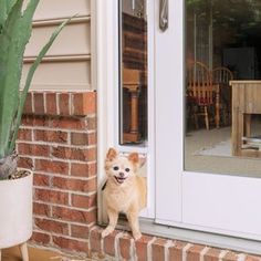 a small brown dog standing on the side of a brick building next to a door