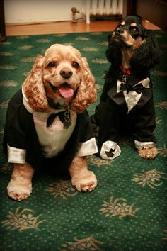 two dogs dressed up in formal clothes sitting on the floor with one dog wearing a tuxedo