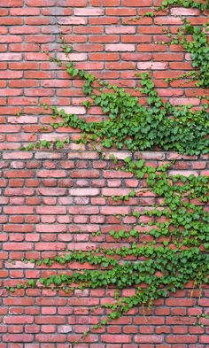 ivy growing on the side of a brick wall