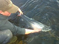 a man squatting down to pick up a fish