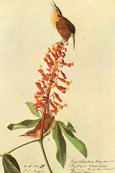 a bird sitting on top of a plant with lots of flowers