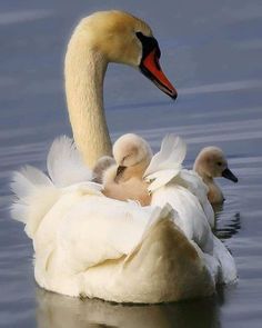 a mother swan and her two babies swimming in the water with their necks wrapped around each other