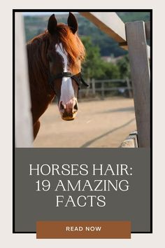 a brown horse standing next to a fence with the words horses hair 19 amazing fact