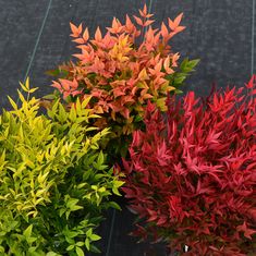 three different types of plants on a black surface with green, red and yellow leaves