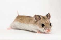 a small brown and white mouse on a white background