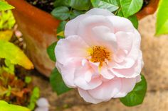 a large pink flower sitting on top of a potted plant next to green leaves