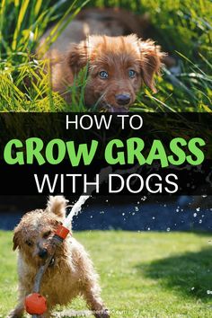 how to grow grass with dogs