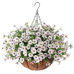 a hanging basket filled with lots of white flowers