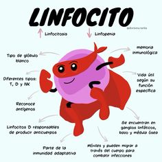 an info poster with the words linfocitto and its corresponding parts in spanish