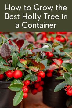 How to Grow the Best Holly Tree in a Container Holly Trees, Garden Diy Hacks, Shade Loving Flowers, Holly Shrub, Potato Gardening, Garden Planters Diy, Holly Plant, Carrot Gardening, Growing Spinach