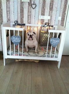 a small dog sitting in a crib with christmas lights on the wall behind it