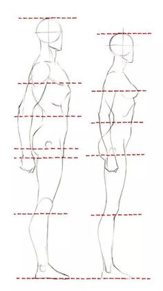 an image of a man's body with lines drawn to show the size and height