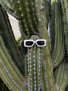 a cactus with sunglasses attached to it