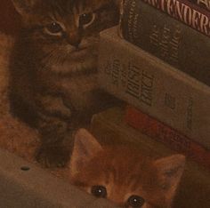 two small kittens sitting next to each other in front of books