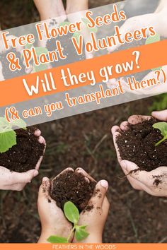 three hands holding plants with the words free flower seeds & plant volunteers will they grow? and can you transplant them?