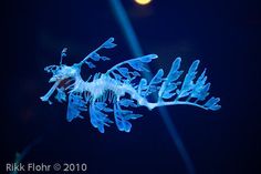 a close up of a blue seaweed on a dark background with the moon in the distance