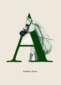 the letter a is for arabian horse