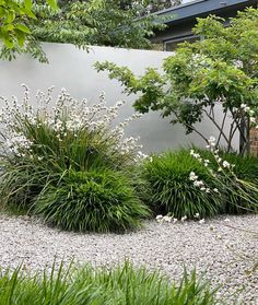 a garden with white flowers and green plants next to a gray wall in the background