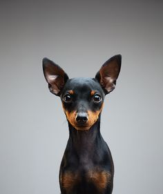 a small black and brown dog sitting on top of a table