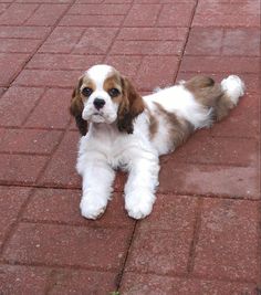 a small brown and white dog laying on the ground