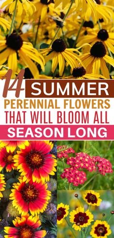 four different flowers with the words 4 summer perennials that will bloom all season long