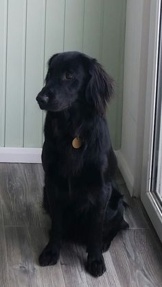 a black dog sitting in front of a window next to a wooden floor and wall