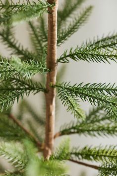 a close up of a small pine tree