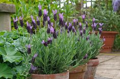 purple flowers are growing in pots on the ground