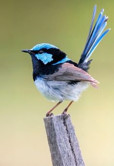 a small blue and white bird perched on top of a wooden post with its wings spread