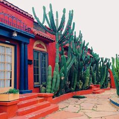 a row of cactus plants in front of a red building with blue trim and windows