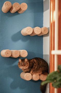 a cat sitting on top of a wooden shelf