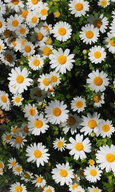 many white and yellow flowers with green leaves