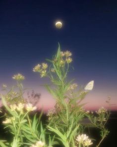 the moon is setting over some wildflowers