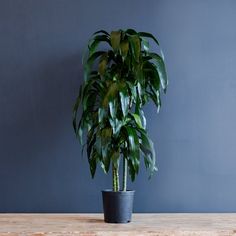 a large potted plant sitting on top of a wooden table next to a blue wall