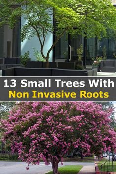 a tree with pink flowers in front of a building and the words, 13 small trees with non invasive roots