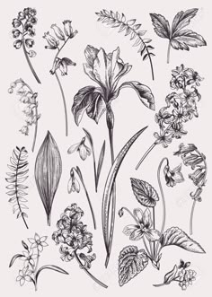 various flowers and leaves drawn by hand in black ink on white paper stock photo - 787