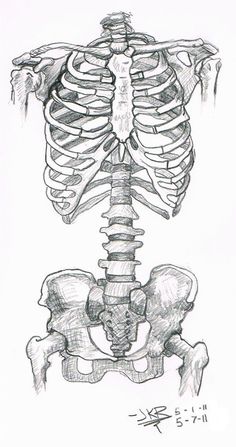 a drawing of a human skeleton with the lower body and upper limb visible in it