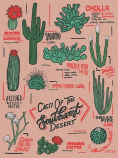 cactuses and cacti on a pink background with the words cactus of the southwest desert