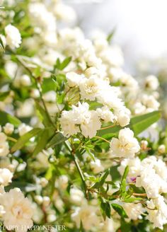 white flowers are blooming on the tree