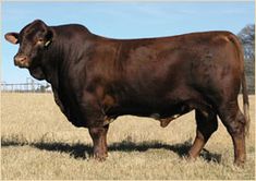 a brown cow standing on top of a dry grass field