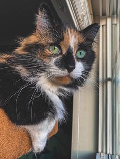 a calico cat looking out the window